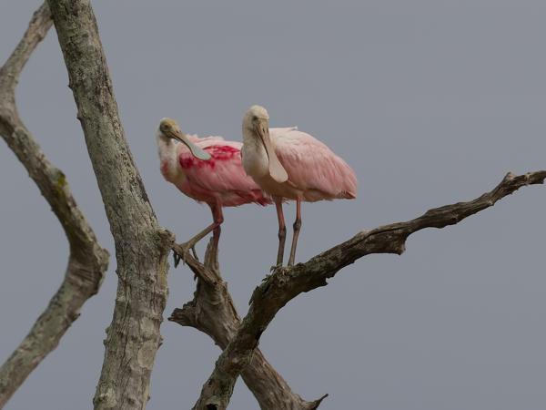 Rode lepelaar (Platalea ajaja)
